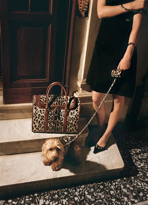 A new line for dogs by Dolce&Gabbana 